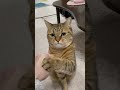 パンチを何食わぬ顔で受け止めるネコwww #shorts