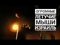 ЖИВОТНЫЕ В ИЗРАИЛЕ. ЛЕТУЧИЕ МЫШИ. декабрь 2020