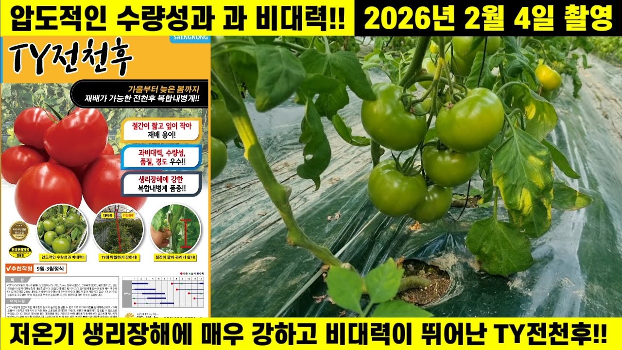 [TY전천후]압도적인 수량성과 과 비대력!! 저온기 생리장해에 매우 강하고 비대력이 뛰어난 TY전천후!!(경북 경주 안강읍 김인식사장님) #토마토재배 #완숙토마토 #전천후 #생농 