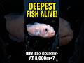 The Deepest Fish Alive! This fish lives under the weight of 800 jet engines #absolutescience #shorts