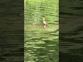 Mama and Baby Ducks Part 3 #ducks #animals