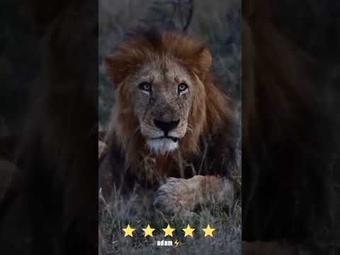 عيش يوم واحد كالأسد خير من عيش مئة يوم كالنعامة أسد الأسد ملك الغابة قوة زئير