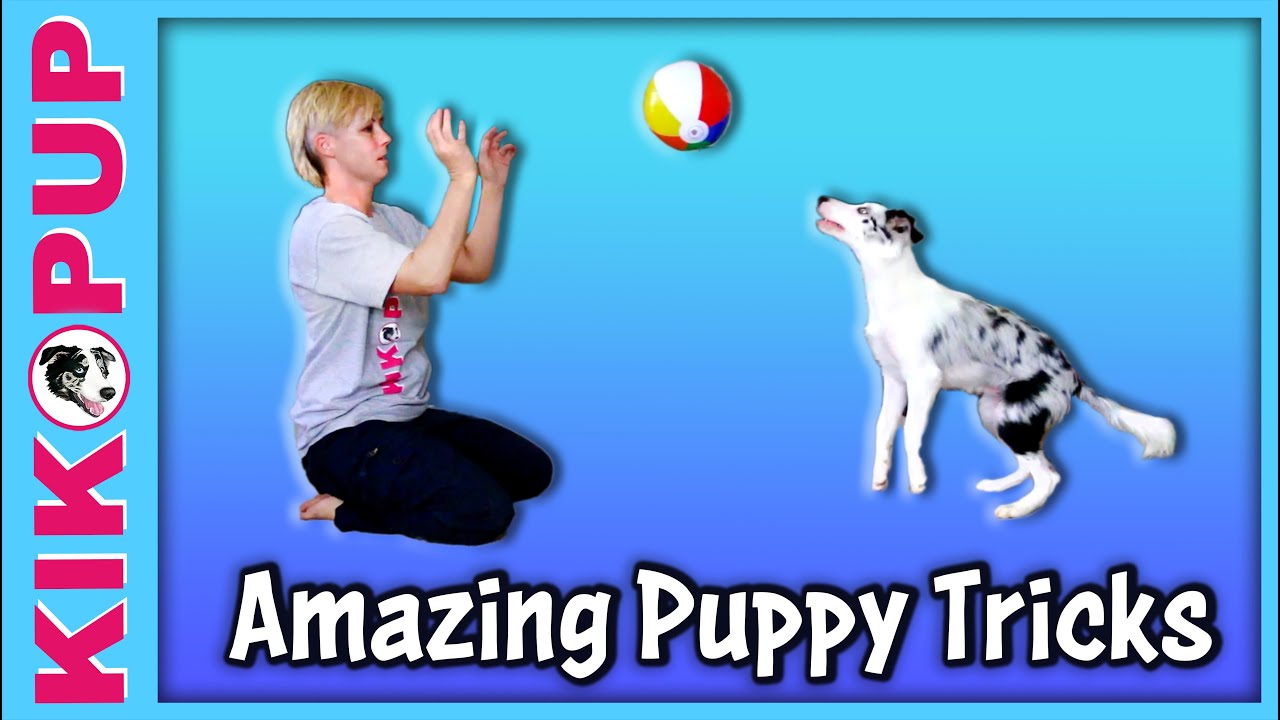 puppy paradise Halo's Puppy Tricks