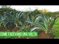 Trucco per far crescere in modo veloce il cavolo nero