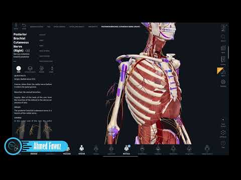 أعصاب الطرف العلوي العصب الكعبري