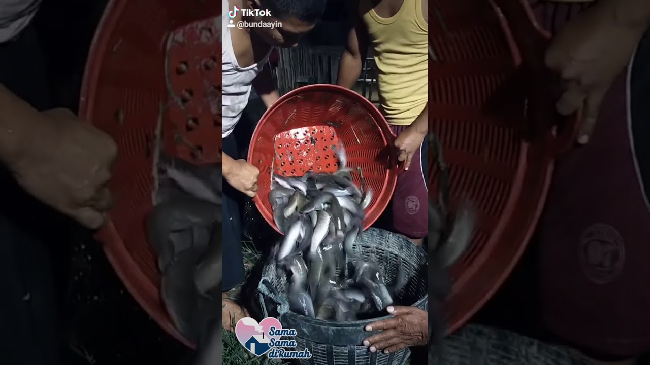 Cara panen ikan lele 