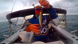 How to rig pilchard troll baits for mackeral