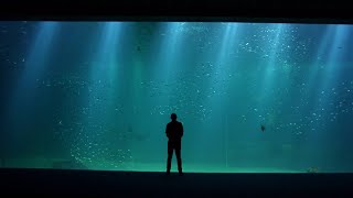 Le plus grand aquarium d'Europe - Météo à la carte