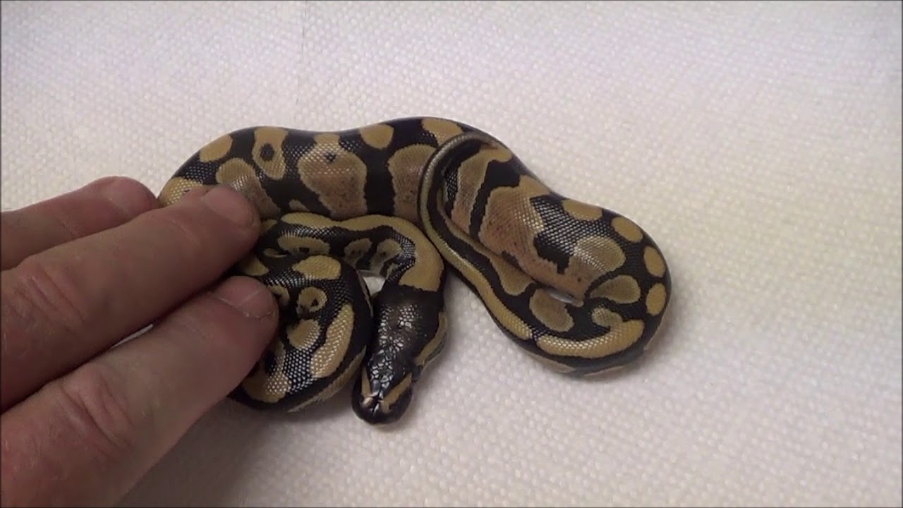 2019 2 Male Desert Ghost het Piebald Ball Pythons - YouTube