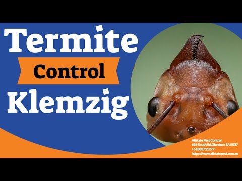 Termite Control Klemzig