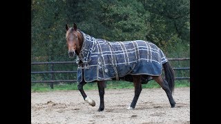Timoko Prend Sa Retraite À Lécurie Richard Westerink