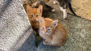 Little Cute Kittens living on the street. These Kittens are incredibly beautiful.