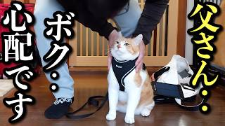 видео: Кот слишком переживает из-за прогулки с отцом, который не привык к кошкам картинка: Кот слишком переживает из-за прогулки с отцом, который не привык к кошкам