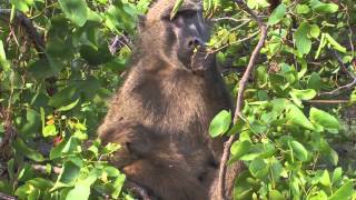 Sound of the African Bushveld, Baboons - AFRICAN WILDLIFE