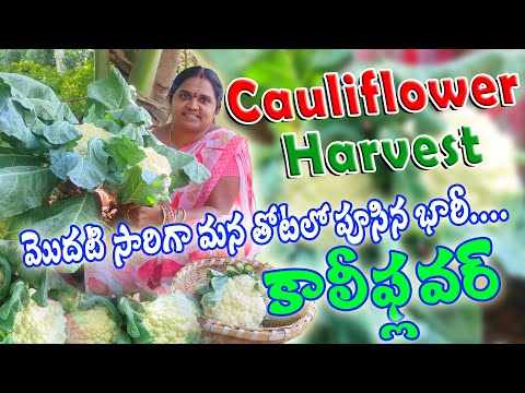 Growing Cauiflower at Home | మన తోటలో కాలీఫ్లవర్ పెంపకం | Cauliflower Harvest |ACH Gardening Channel