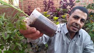 نجاح زراعة ( أقلام ) عقل العتر  ....  Successful cultivation of cutting   sweet scented geranium