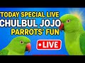 Today Special Live 🔴 | Chulbul Jojo Parrots की मस्ती और बातें 😍 | Funny Parrot Show | Trending Live