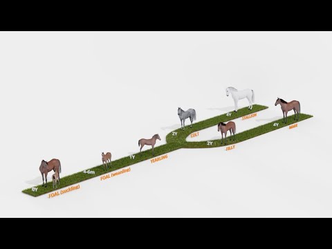 Video: The life span of a horse. Age of horses in terms of human