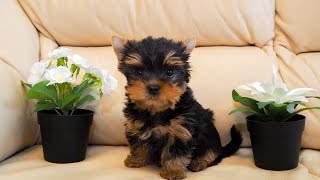 Micro yorkshire terrier puppy / Микро щенок йорка / мини счастье в дом Micro yorkshire terrier puppy / Микро щенок йорка / мини счастье в дом