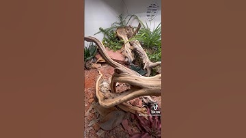 Bioactive Beardie Build #everevolvingexotics #bioactive #beardeddragon #livingvivarium #reptiles