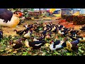 খোলা জায়গায় হাঁস পালন করা সবচেয়ে লাভজনক। চিনা হাঁস পালন পদ্ধতি। live duck Farming video.