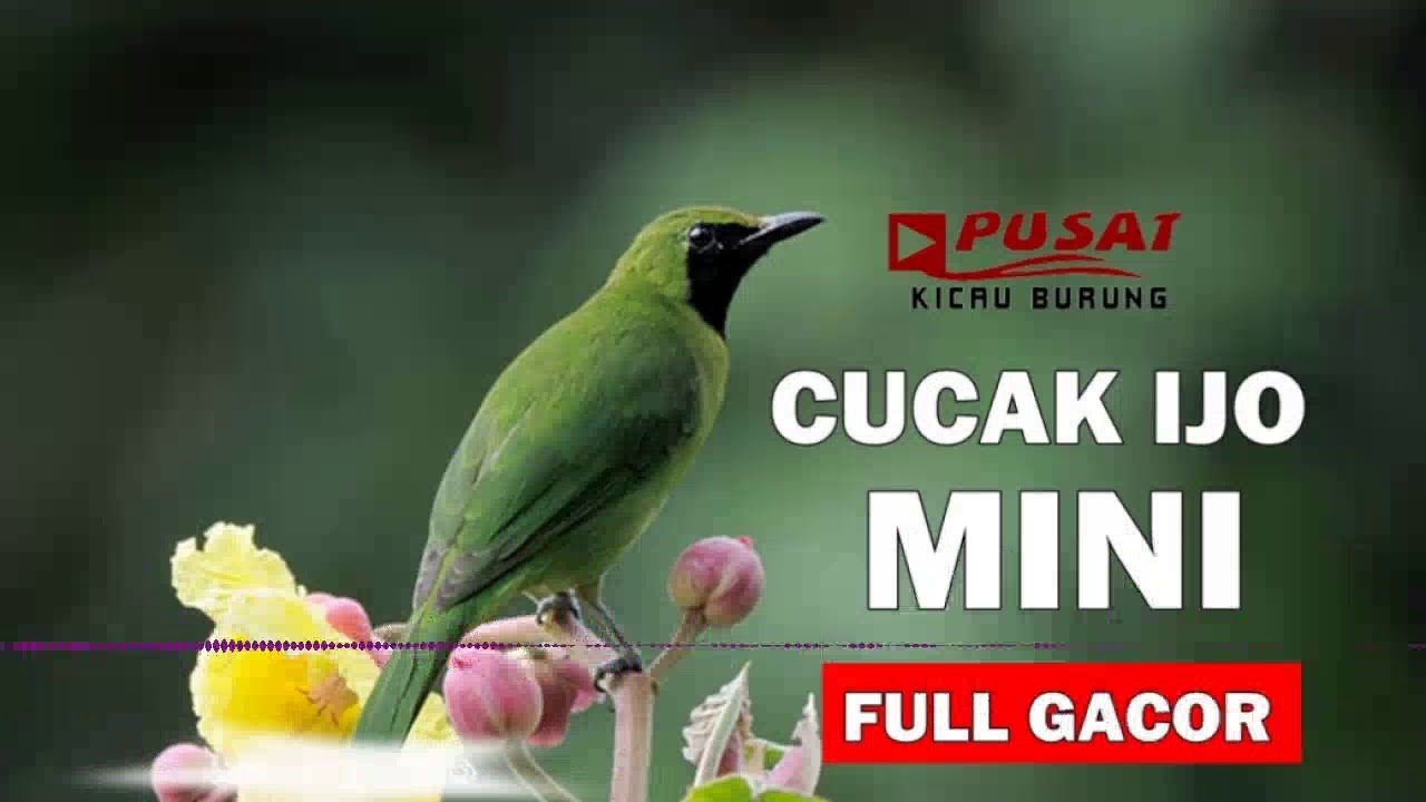 Suara Kicauan Burung Cucak Hijau Mini Liar Variasi By Sugeng Riyadi