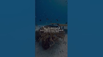 بمن #سورة_النور صوت الشيخ عادل ريان #قران_كريم #قرآن #تلاوة_خاشعة #مختارات
