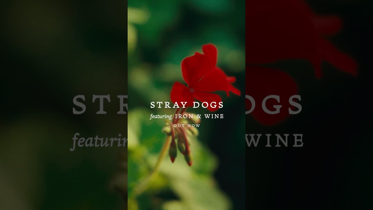 "Stray Dogs" (feat. Iron & Wine) by Hrishikesh Hirway is out now!  