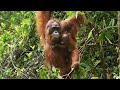 Orangutan Care and Behavior Challenges