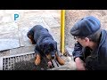 Ротвейлер и пищевая агрессия  Rottweiler and food aggression