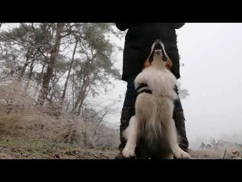 Video: Prostetika Kry 'n Viervoudige Geamputeerde Hond Weer Op Sy Voete