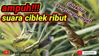 Download lagu Suara Pikat Ciblek Ribut Paling Ampuh!!! Langsung Nempel mp3