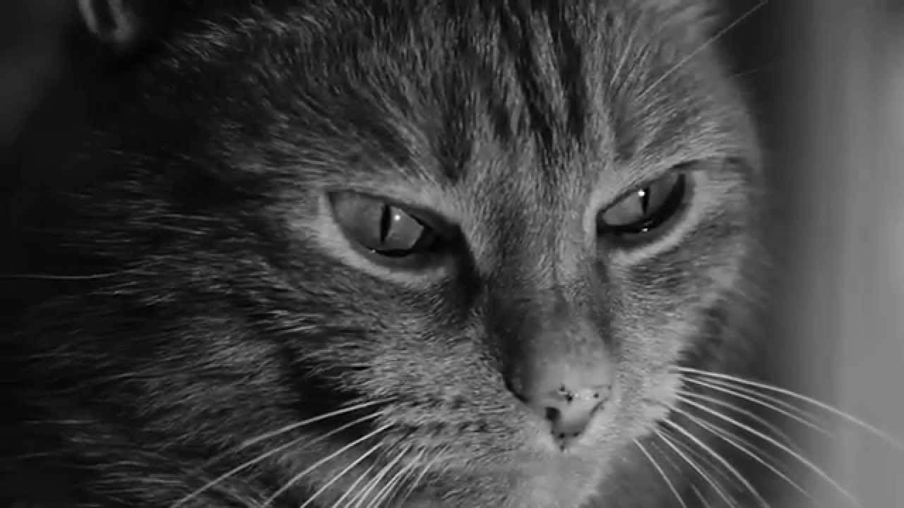 Cute Cat Black and White Video Short Film - Catisfaction - YouTube