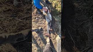ст, змейское ,ТРАФЕЙ💪 щука 17 кг