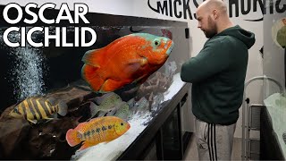 The Most INTERACTIVE fish - the oscar cichlid