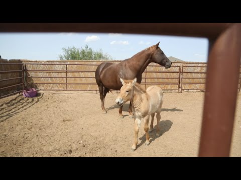 Video: Pūkainas Przewalski Buzulnik Ziedkopas. Pavairošana