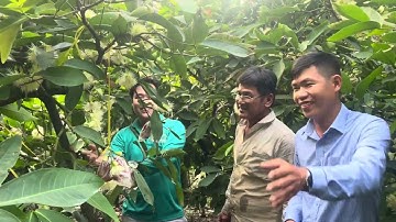 Mận an phước của chú Út ở Ba trinh kế sách sóc Trăng và sự chia sẽ của chú về SP của cty Minh Quân