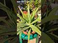 How To Grow Aloe vera Plant | Trick For Super Fast Growth 🌱👍 #houseplants
