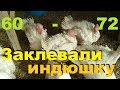 Индюки с 60-72 сутки. Взвешивание в два месяца. Хайбрид конвертер