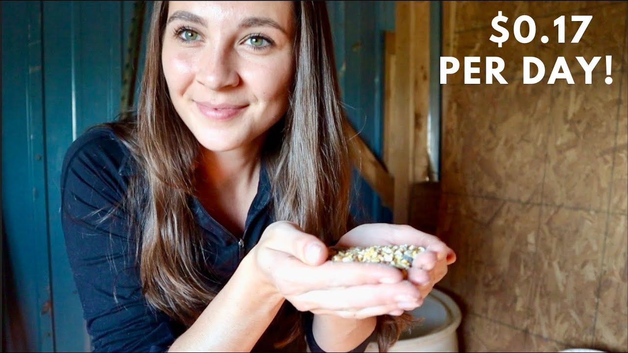 How To Feed Your Chickens For Pennies On The Dollar YouTube how-to-feed-your-chickens-for-pennies-on-the-dollar-youtube