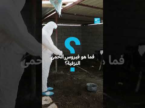 انتشار فيروس الحمى النزفية في العراق - فرانس 24
