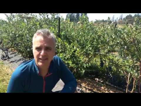 Watering Blueberries - Tips from a Certified Organic Farmer