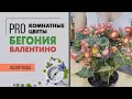 Бегония Валентино - необычный сорт цветущей бегонии. Сложно ли за ней ухаживать.