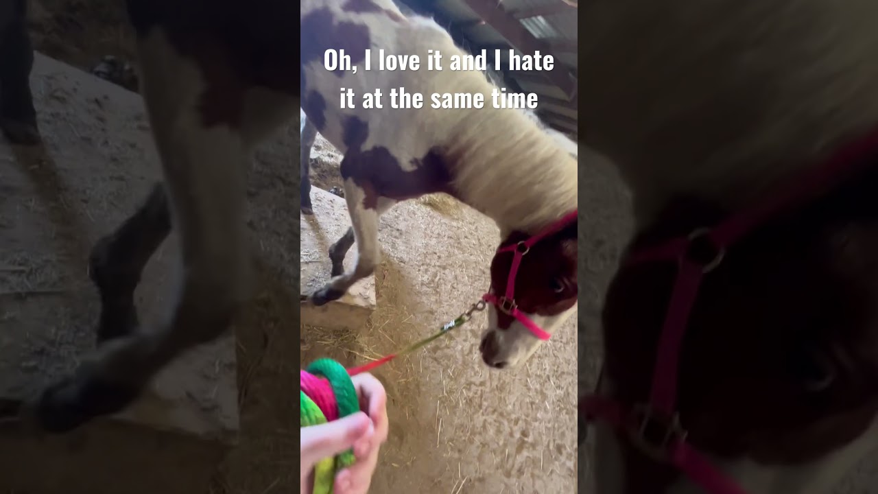 Yep, The Last Clip Was Secretariat 