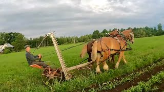 FINALLY SOME GOOD HAYING WEATHER??! \/\/ Draft Horse Farming #499