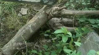 Seni bubut kayu luar biasa membuat pot bunga dari limbah kayu