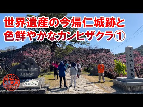 【世界遺産】今帰仁城跡と鮮やかなカンヒザクラ①