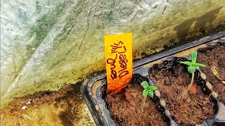 Organic Soil Upgrade Outdoor Weed Grow 2024