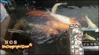 Download lagu Jay Eskar, ESCARGOT, SNAILS — Earthquake (feat. Justin J. Moore) | Future House | NCS