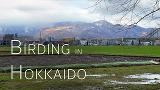 Spring Birding in Hokkaido: A Relaxing Journey Amidst Nature